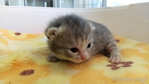 成約済の愛知県のマンチカン(短足)-112308の2枚目