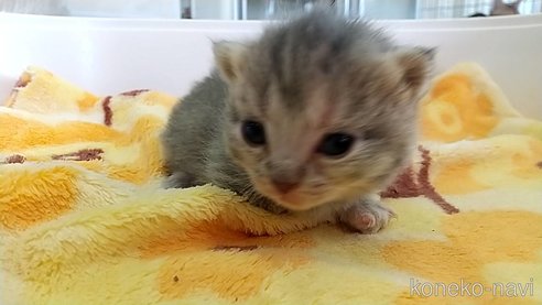 販売中の愛知県のマンチカン(短足)-112309の1枚目