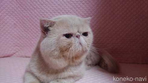 成約済の静岡県のエキゾチックショートヘア-109561の2枚目