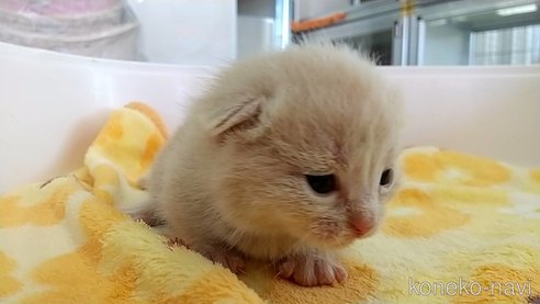 成約済の愛知県のマンチカン(短足)-112304の3枚目
