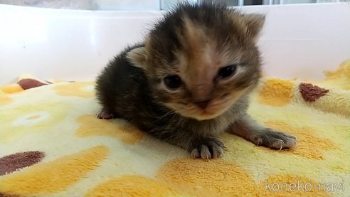 販売中の愛知県のマンチカン-112310の2枚目
