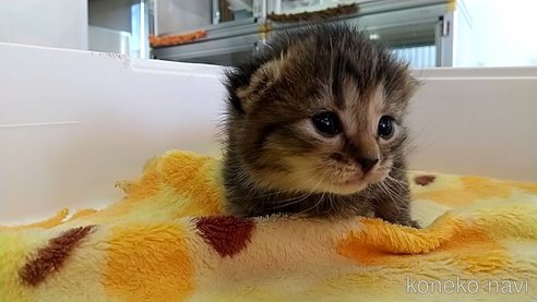 成約済の愛知県のマンチカン-112311の2枚目