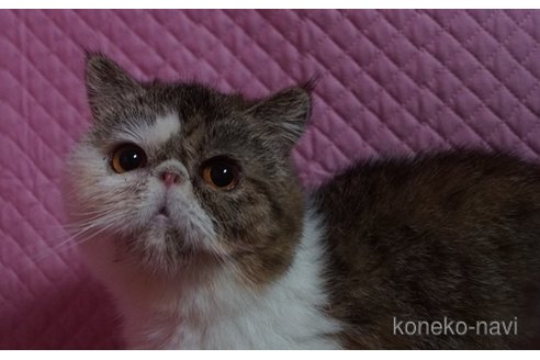 成約済の静岡県のエキゾチックショートヘア-109562の3枚目