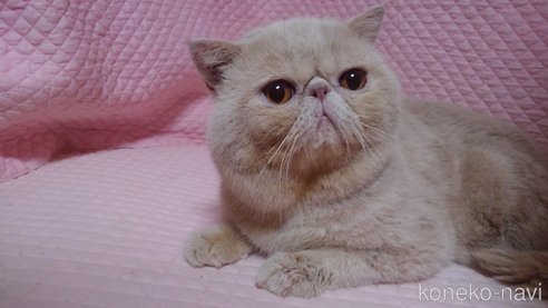 成約済の静岡県のエキゾチックショートヘア-113176の3枚目
