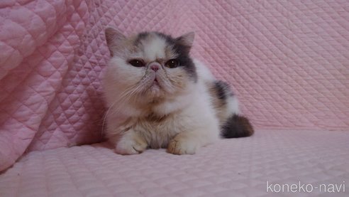 成約済の静岡県のエキゾチックショートヘア-113176の2枚目