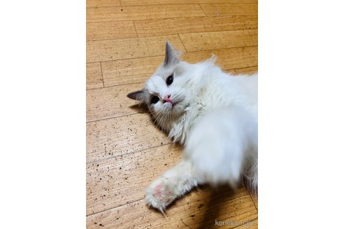 成約済の大阪府のラグドール-113192の3枚目