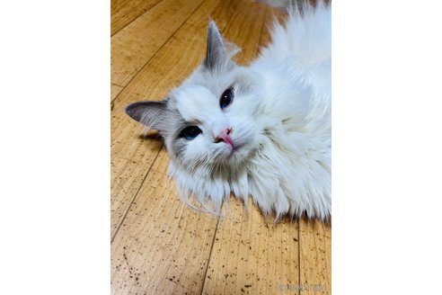 成約済の大阪府のラグドール-113192の4枚目