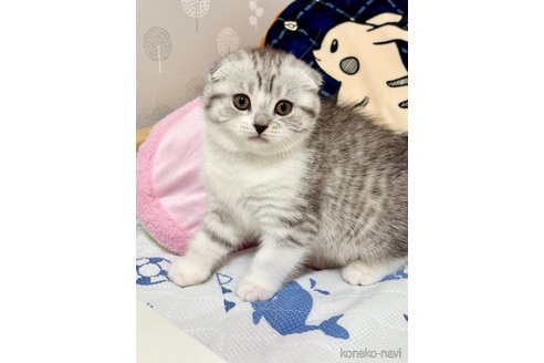 成約済の福岡県のスコティッシュフォールド(折れ耳)-113195の4枚目