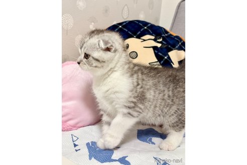 成約済の福岡県のスコティッシュフォールド(折れ耳)-113195の5枚目