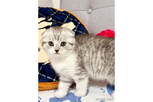 成約済の福岡県のスコティッシュフォールド(折れ耳)-113195の2枚目