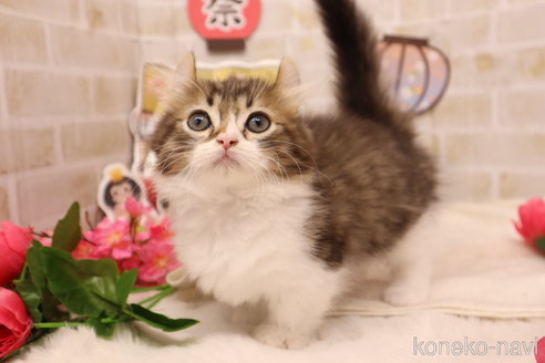 成約済の東京都のキンカロー-112842の1枚目