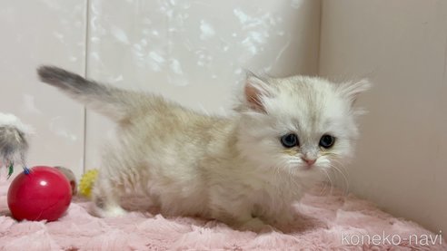 販売中の愛知県のミヌエット(短足)-112179の1枚目