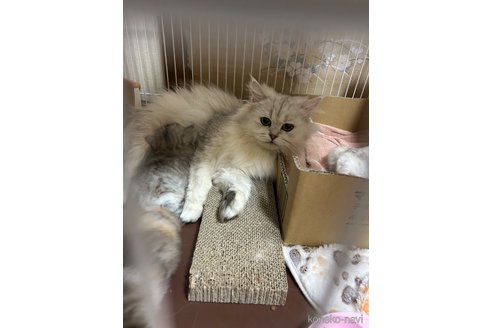 の愛知県の-