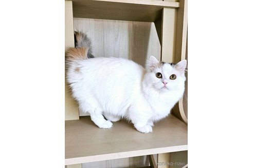 成約済の大阪府のマンチカン(短足)-97647の4枚目