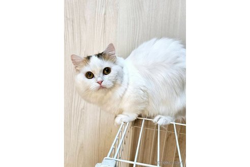 成約済の大阪府のマンチカン(短足)-97647の2枚目