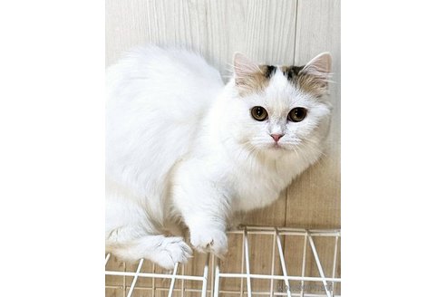 成約済の大阪府のマンチカン(短足)-97647の3枚目