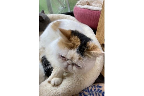 ののエキゾチックショートヘア-