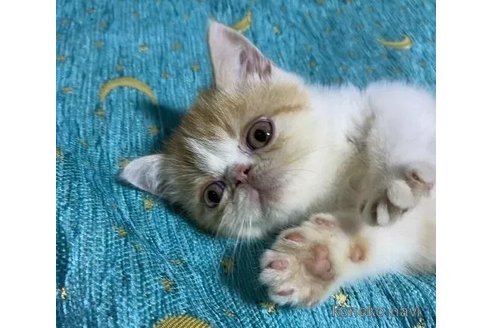 成約済の茨城県のエキゾチックショートヘア-113223の3枚目