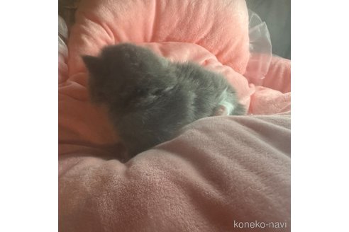 販売中の愛知県のマンチカン(短足)-113233の4枚目