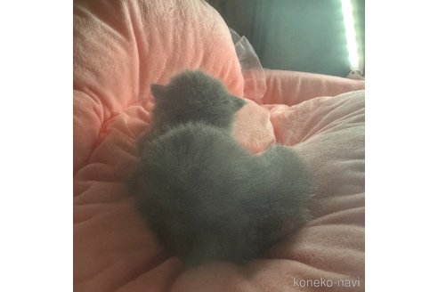 販売中の愛知県のマンチカン(短足)-113233の7枚目