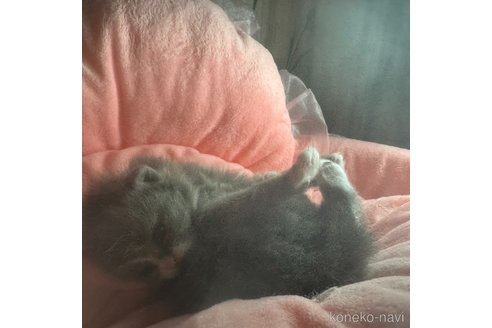 販売中の愛知県のマンチカン-113234の10枚目