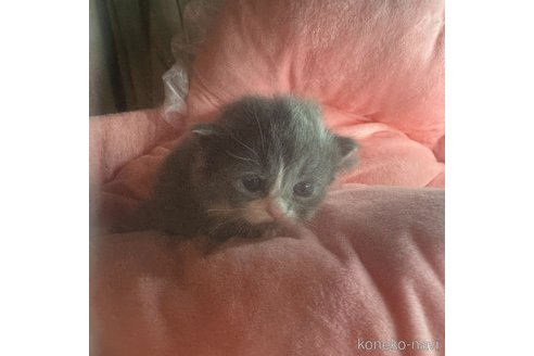 販売中の愛知県のマンチカン-113234の11枚目