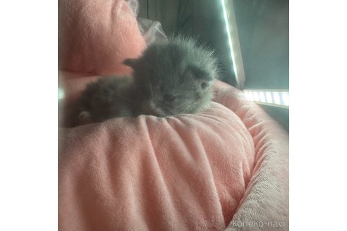 販売中の愛知県のマンチカン-113234の13枚目