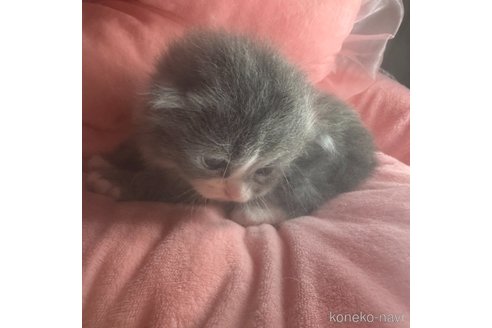 販売中の愛知県のマンチカン-113234の3枚目