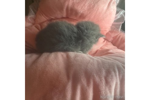 販売中の愛知県のマンチカン-113234の4枚目