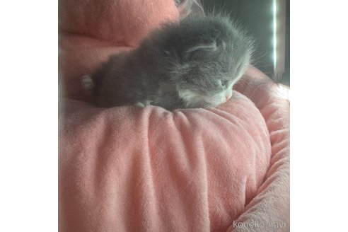 販売中の愛知県のマンチカン-113234の5枚目