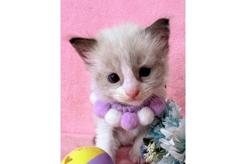 販売中の千葉県のラグドール-113235の6枚目