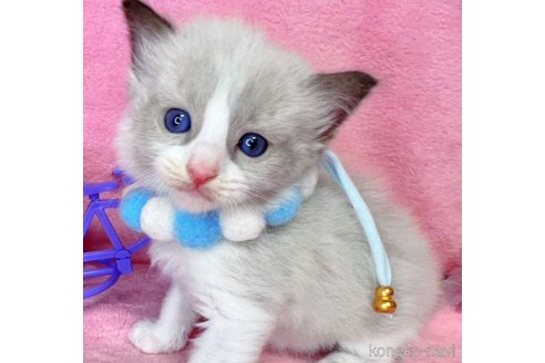販売中の千葉県のラグドール-113235の5枚目