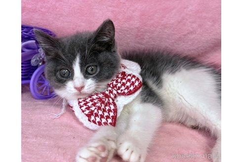 販売中の千葉県のスコティッシュフォールド-113236の2枚目