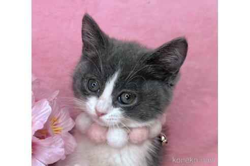 販売中の千葉県のスコティッシュフォールド-113236の5枚目