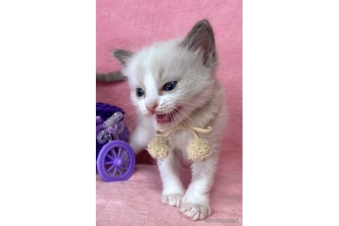 成約済の千葉県のラグドール-113237の6枚目