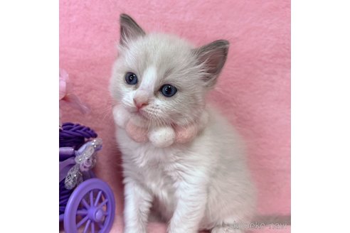 成約済の千葉県のラグドール-113237の8枚目