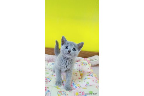 販売中の埼玉県のロシアンブルー-113246の7枚目