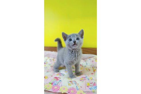販売中の埼玉県のロシアンブルー-113246の2枚目