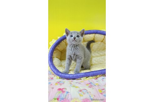 販売中の埼玉県のロシアンブルー-113246の5枚目
