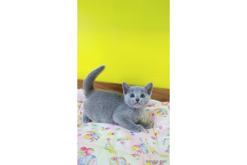 販売中の埼玉県のロシアンブルー-113246の4枚目