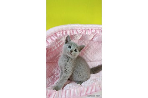 販売中の埼玉県のロシアンブルー-113246の3枚目