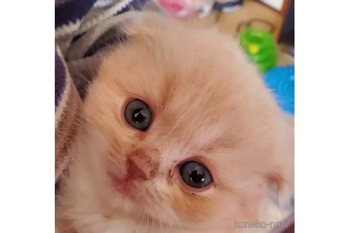 成約済の愛知県のスコティッシュフォールド(折れ耳)-113248の4枚目