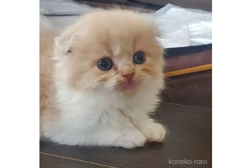 販売中の愛知県のスコティッシュフォールド(折れ耳)-113249