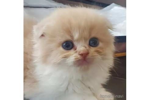 販売中の愛知県のスコティッシュフォールド(折れ耳)-113249の4枚目