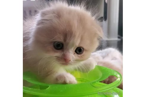 販売中の愛知県のスコティッシュフォールド(折れ耳)-113250の3枚目