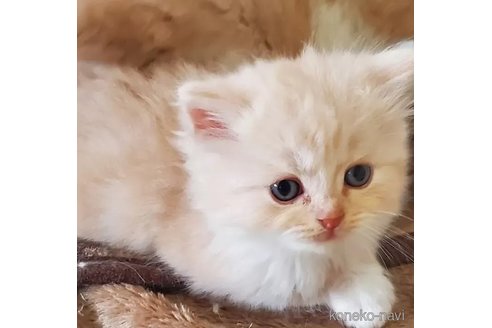 販売中の愛知県のスコティッシュフォールド-113251の3枚目
