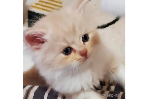販売中の愛知県のスコティッシュフォールド-113251