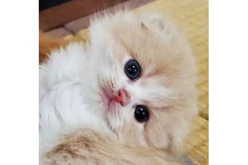 成約済の愛知県のスコティッシュフォールド(折れ耳)-113252