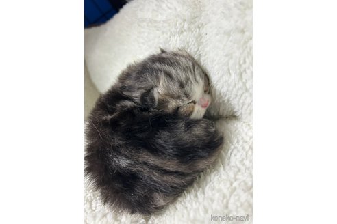 販売中の福岡県のマンチカン-113254の7枚目