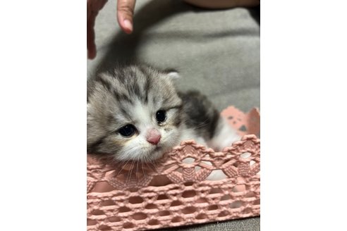 販売中の福岡県のマンチカン-113254の4枚目